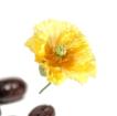 Pavot Jaune